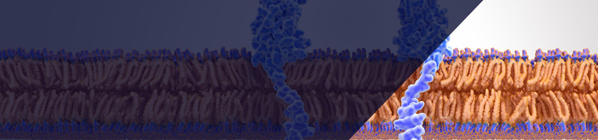 Receptor tyrosine kinase in membrane