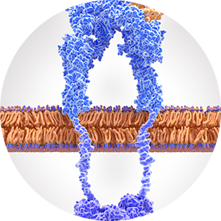 Receptor tyrosine kinase in membrane